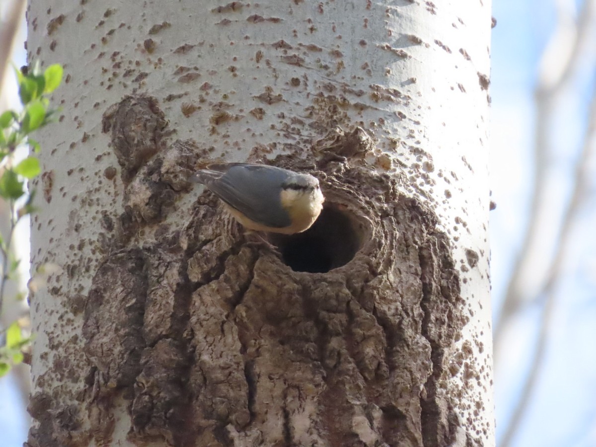 Eurasian Nuthatch - ML632390497