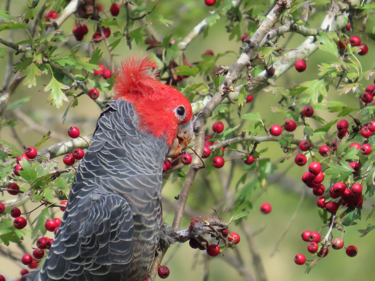 Gang-gang Cockatoo - ML632390545