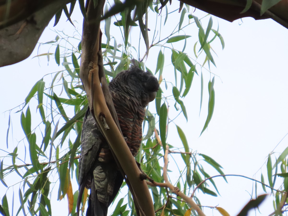 Gang-gang Cockatoo - ML632390546