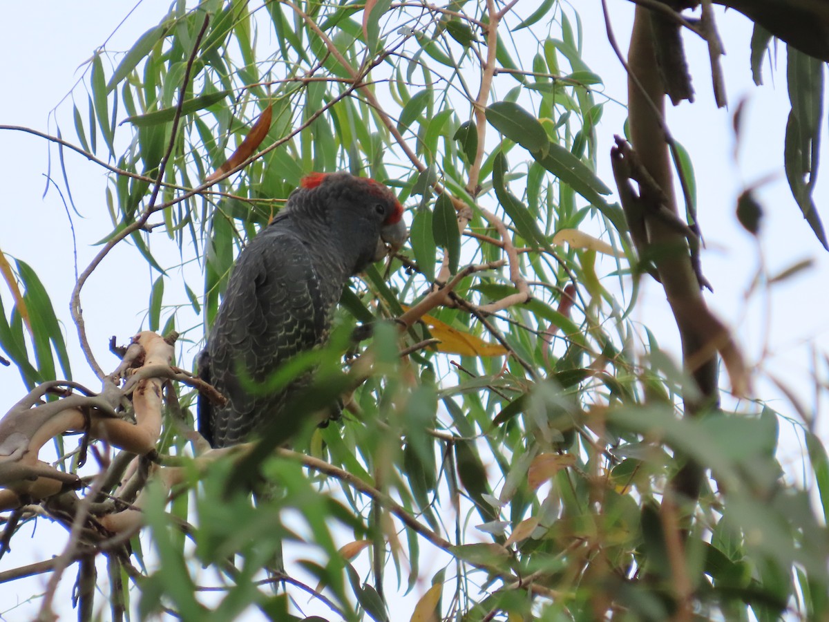 Gang-gang Cockatoo - ML632390547