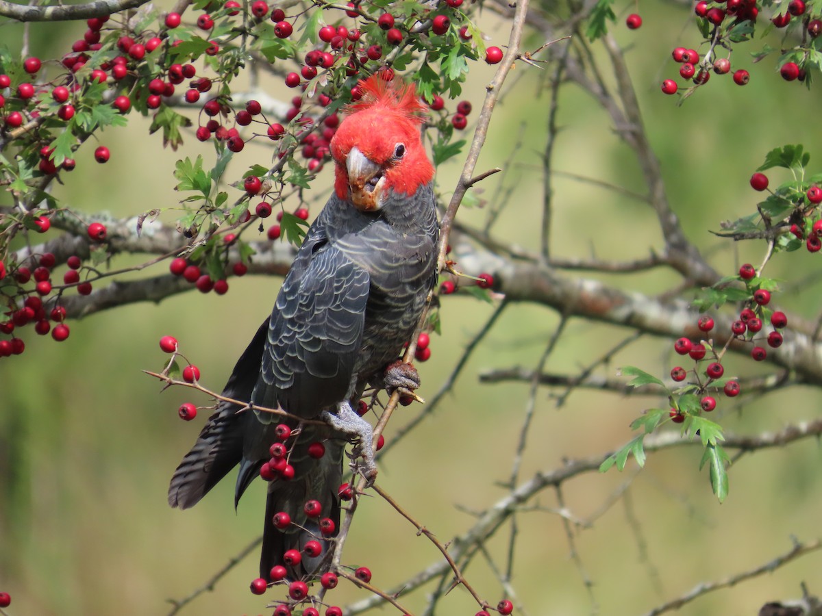Gang-gang Cockatoo - ML632390548