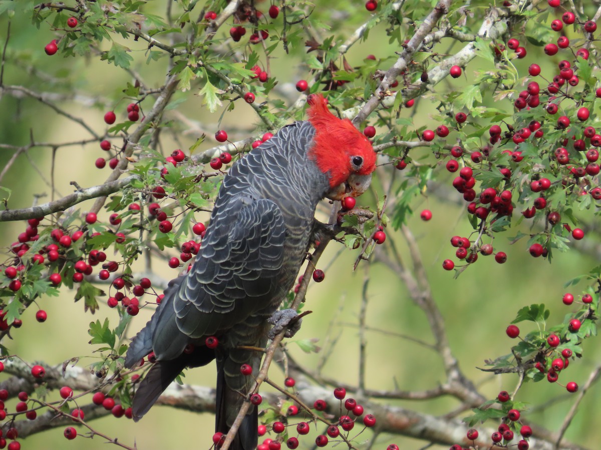 Gang-gang Cockatoo - ML632390550
