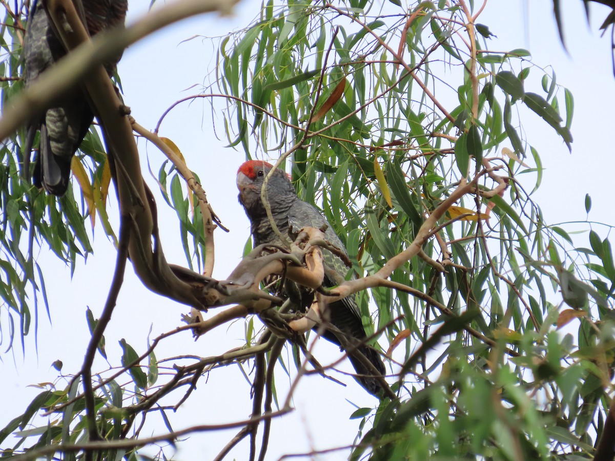 Gang-gang Cockatoo - ML632390552