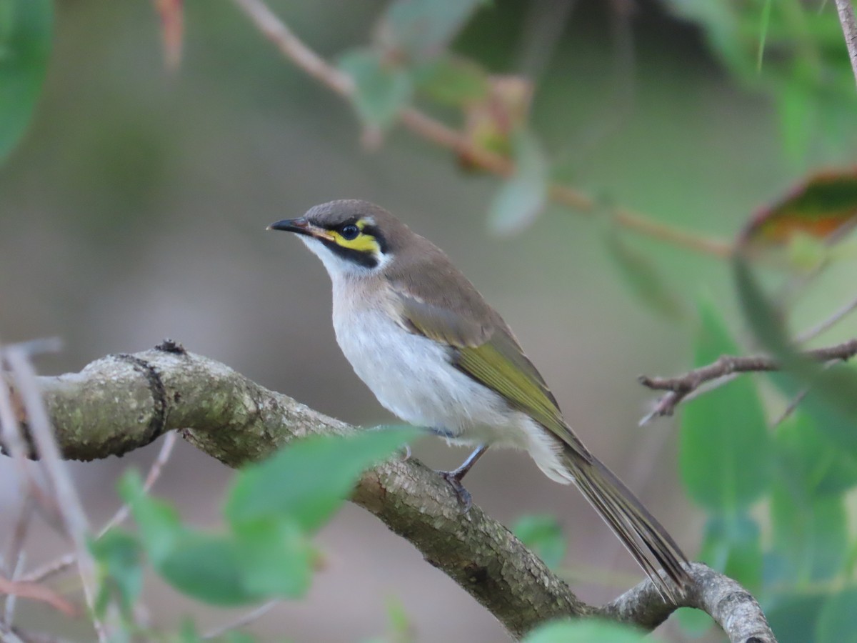 Yellow-faced Honeyeater - ML632390553