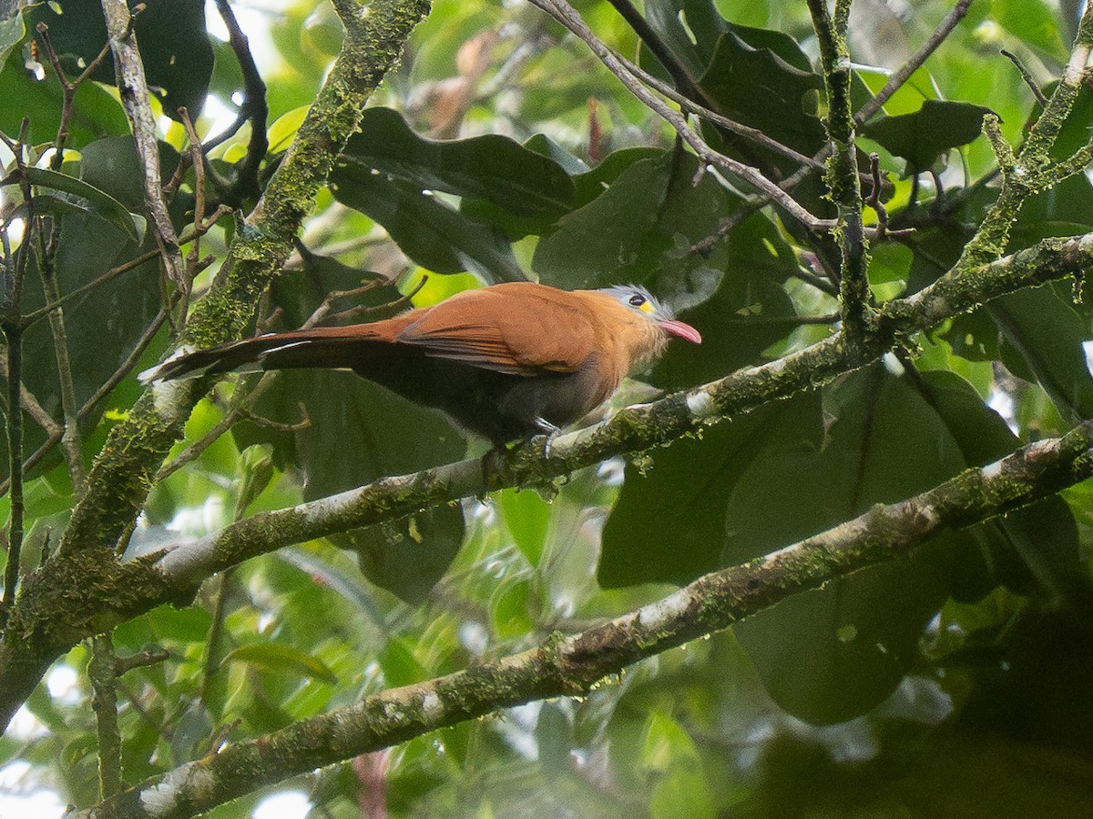 Black-bellied Cuckoo - ML632390624