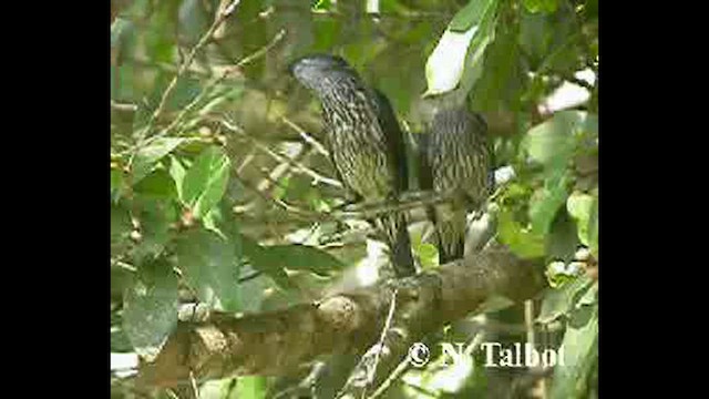 Malaienstar - ML632390737