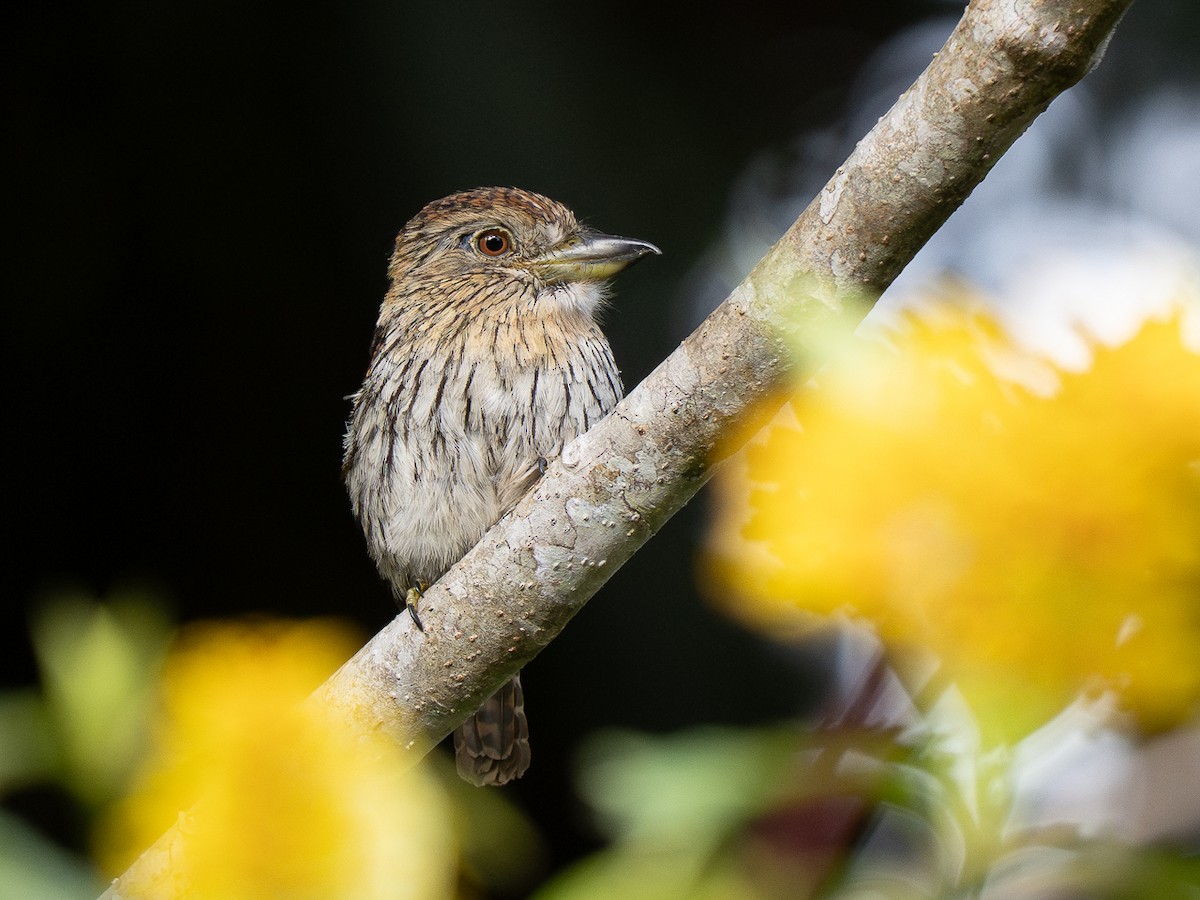 Schwarzmantel-Faulvogel - ML632390757