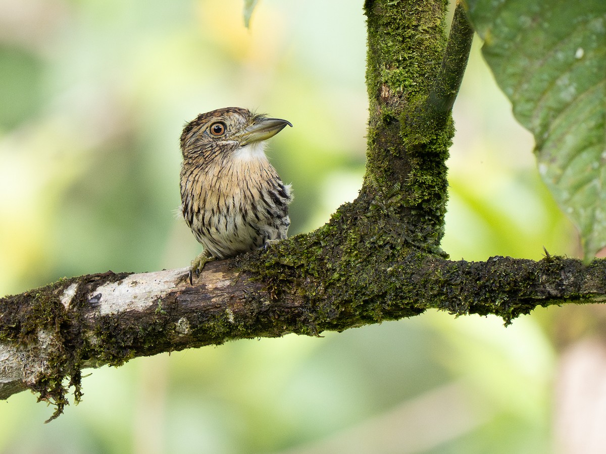 Schwarzmantel-Faulvogel - ML632390759