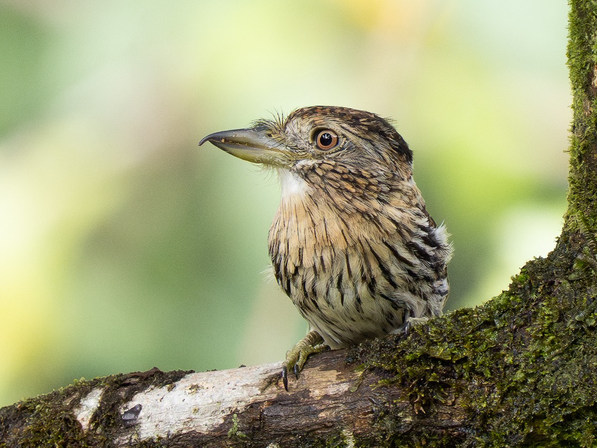Schwarzmantel-Faulvogel - ML632390760