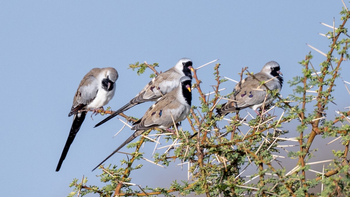 Namaqua Dove - ML632390781