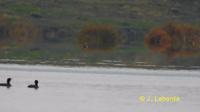 Great Cormorant - ML632390789