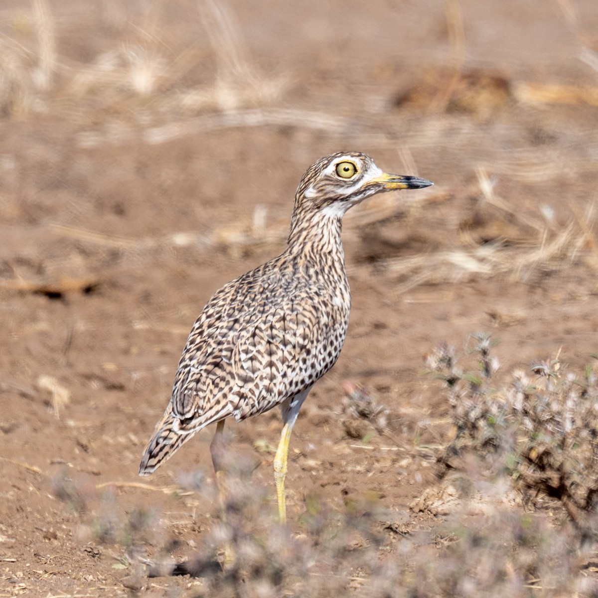 Spotted Thick-knee - ML632390837