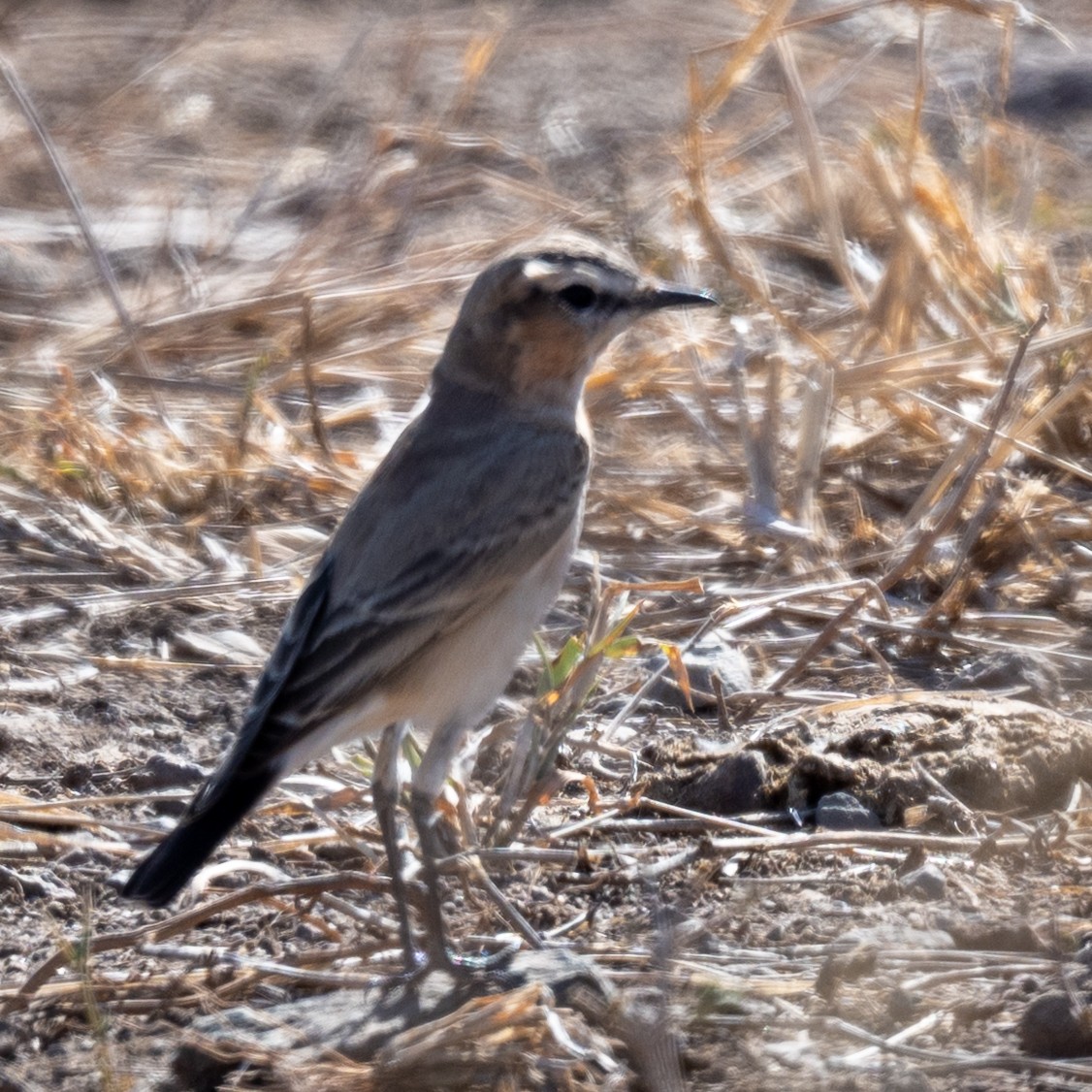 Buztanzuri isabeldarra - ML632390868