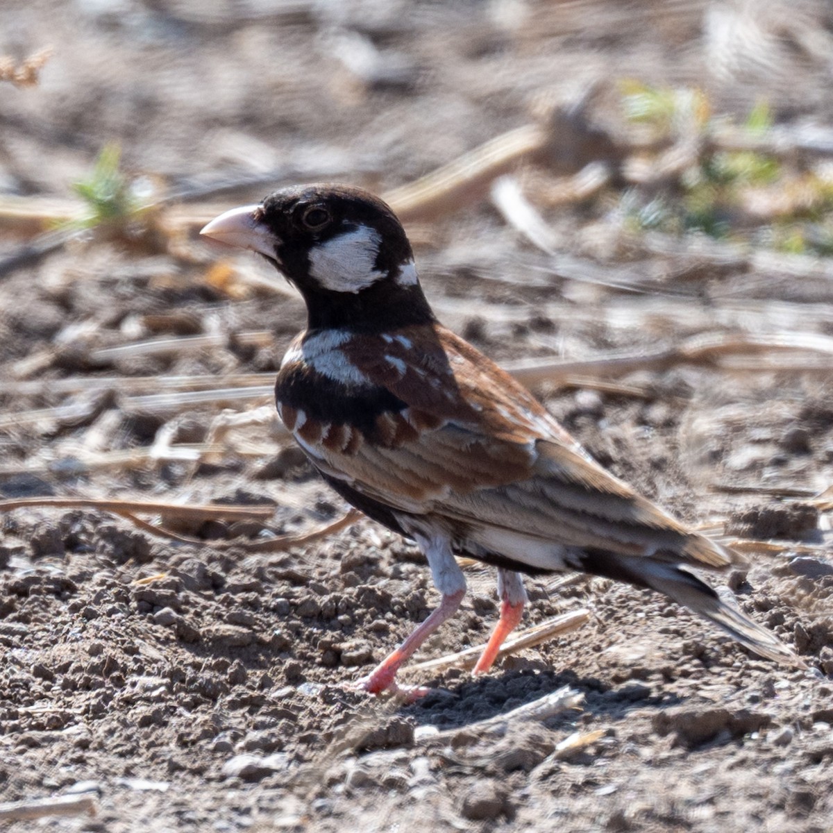 Chestnut-backed Sparrow-Lark - ML632390884