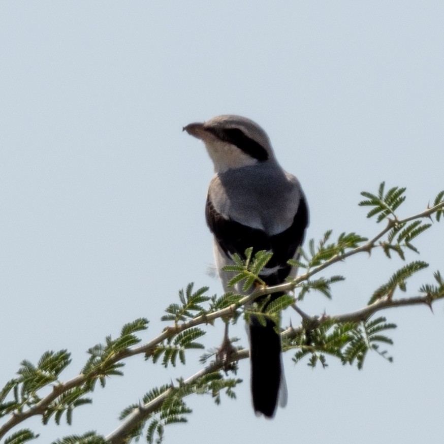 Great Gray Shrike (Steppe) - ML632390907
