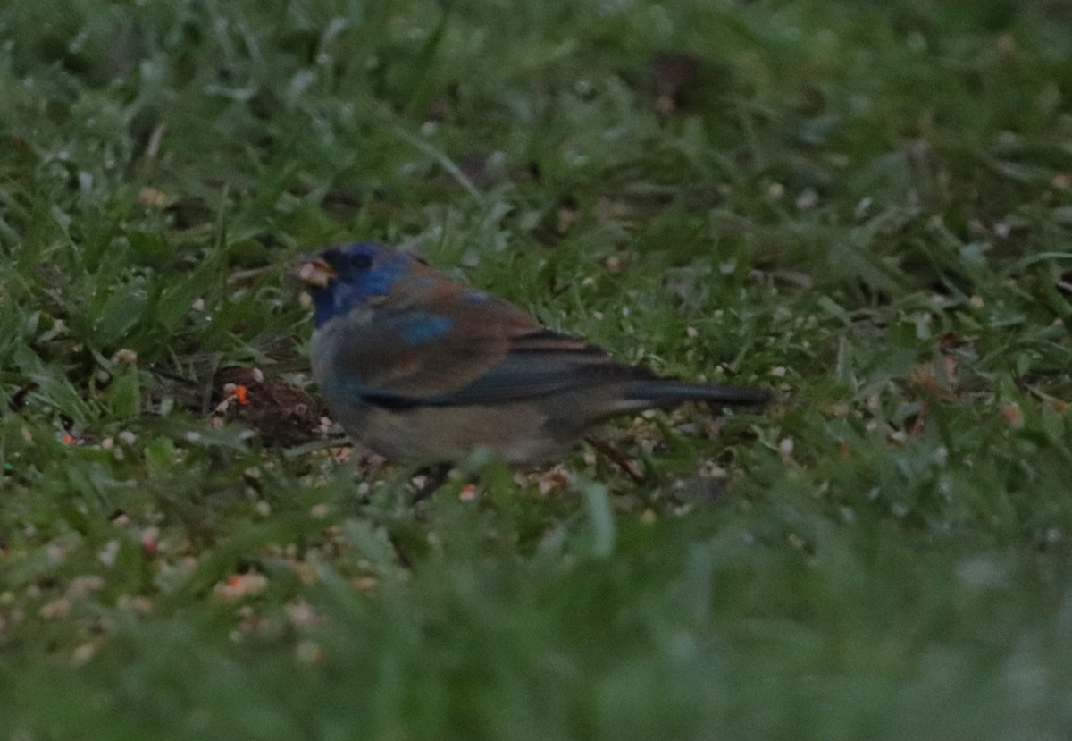 Indigo Bunting - ML632390930