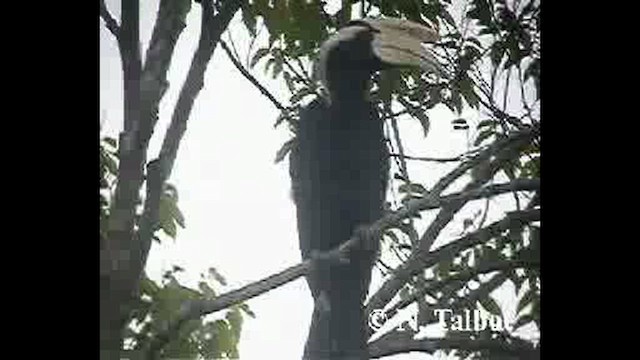 Black Hornbill - ML632390936