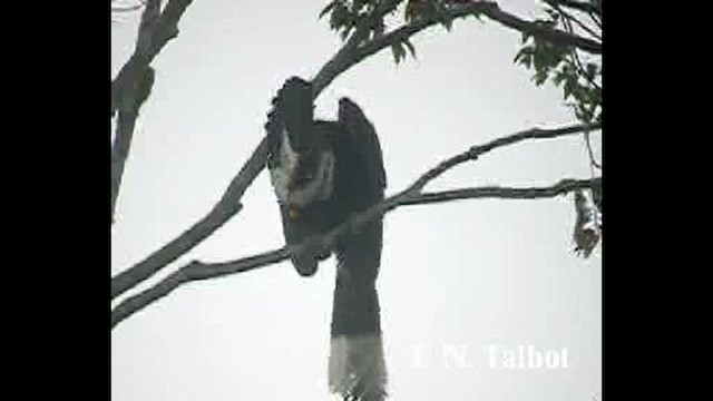 Black Hornbill - ML632390937
