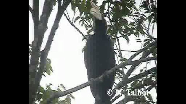 Black Hornbill - ML632390938