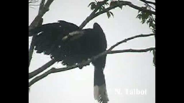 Black Hornbill - ML632390939