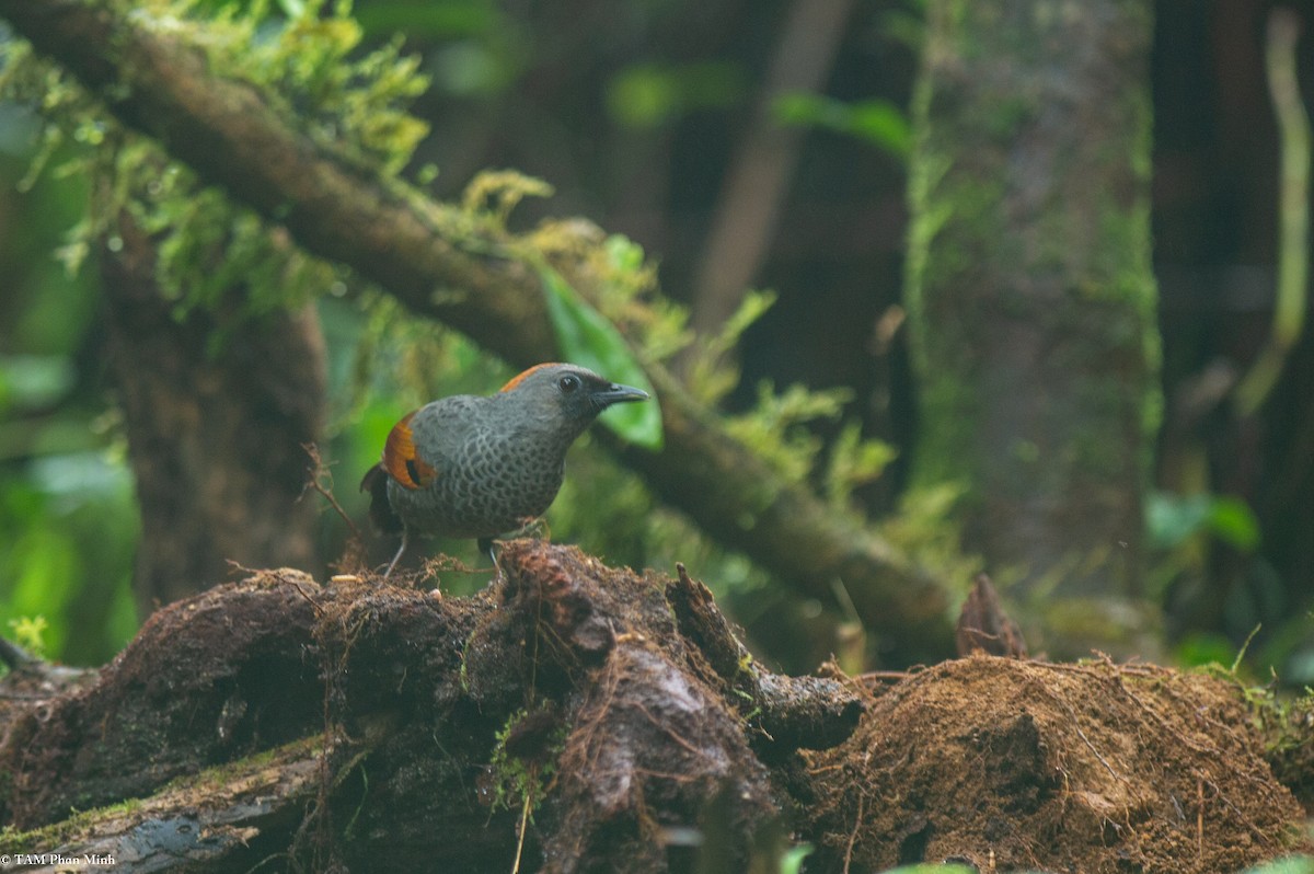 Golden-winged Laughingthrush - ML632391027