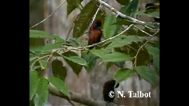 Chestnut Munia - ML632391055