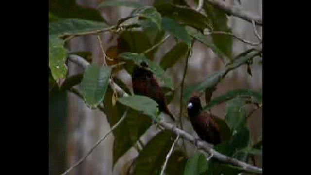Chestnut Munia - ML632391056