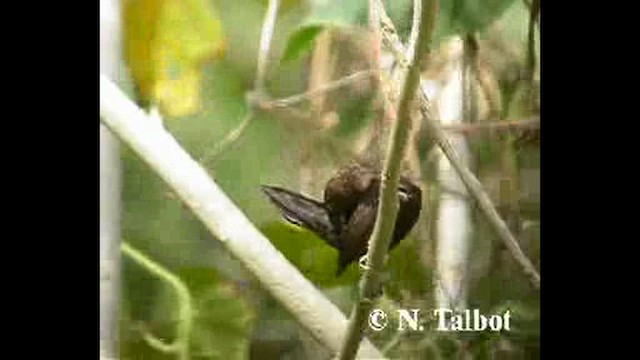 Dusky Munia - ML632391063