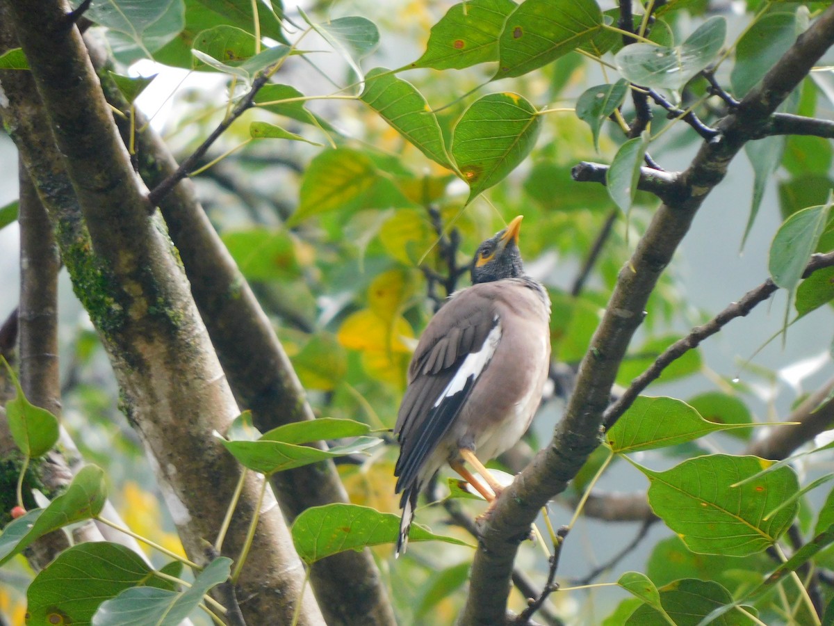 Common Myna - ML632391101