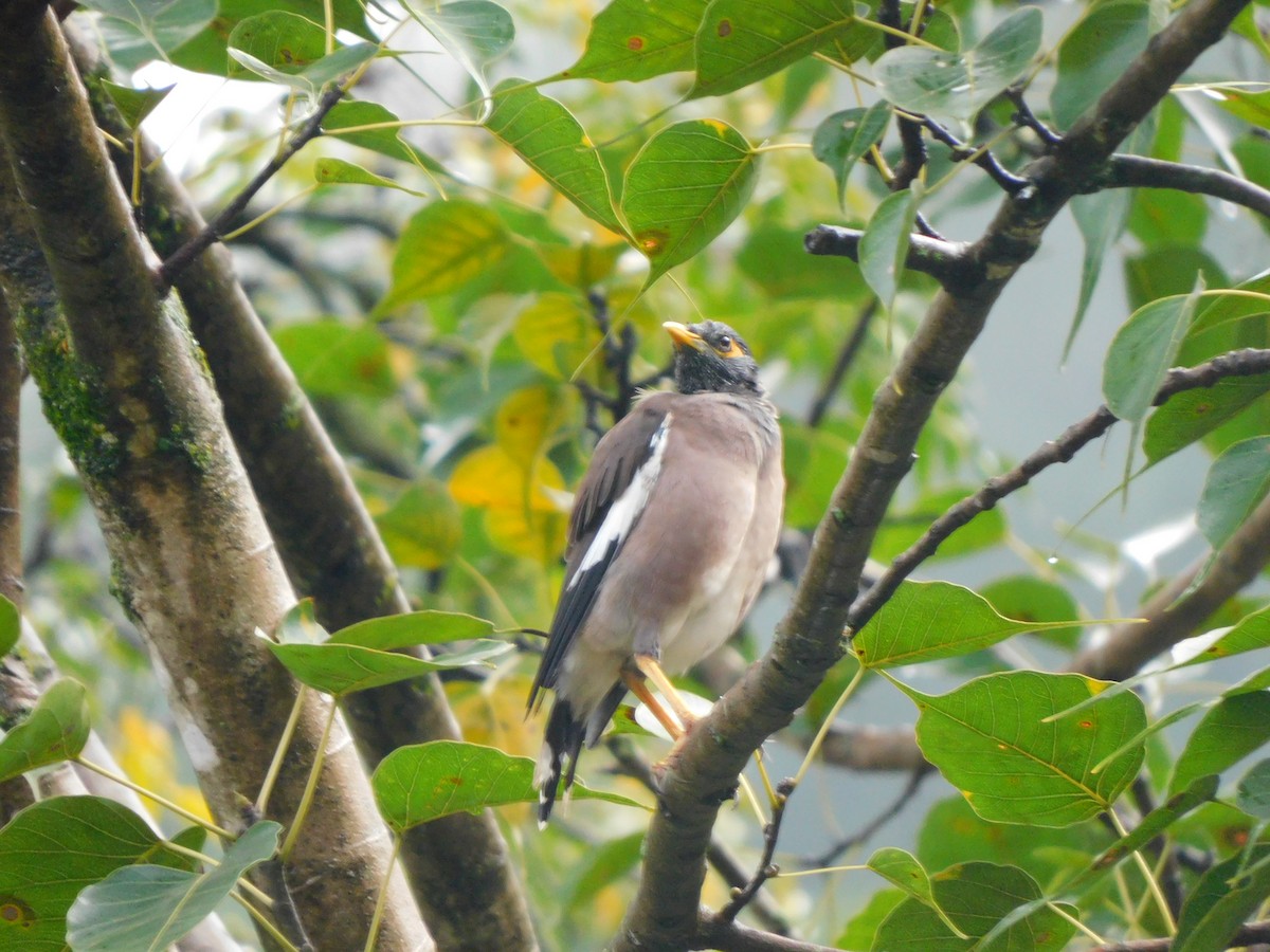 Common Myna - ML632391102