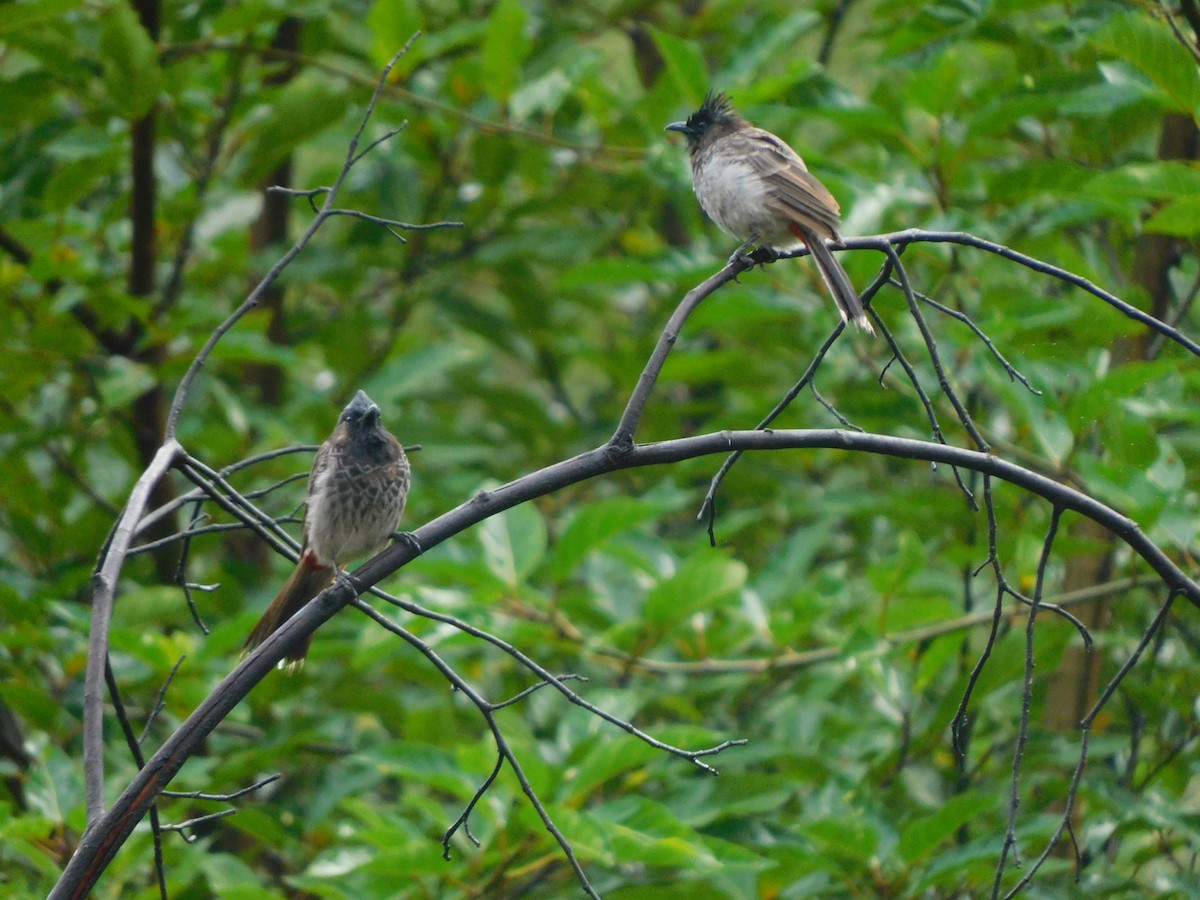 Red-vented Bulbul - ML632391106