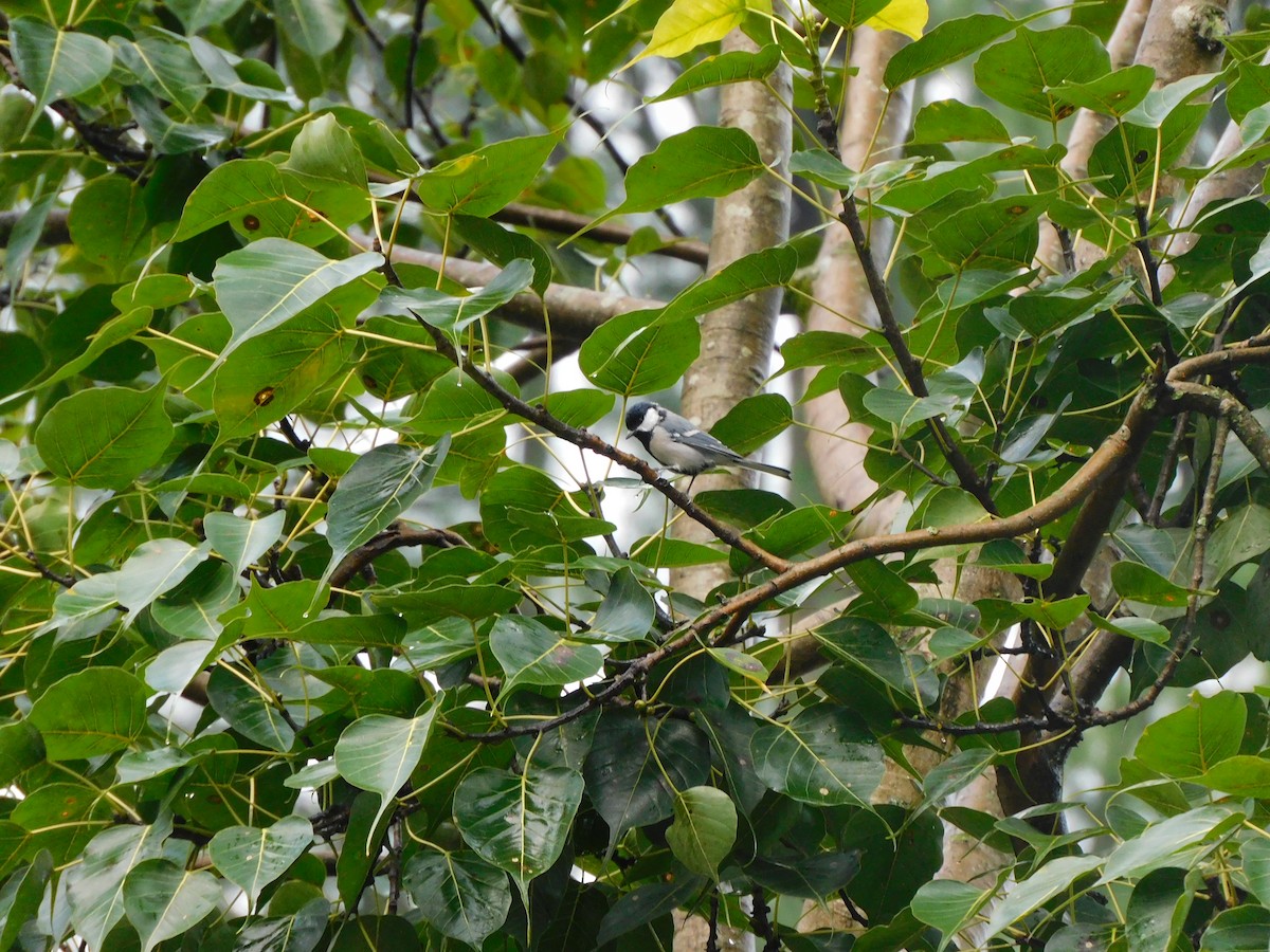 Asian Tit - ML632391108