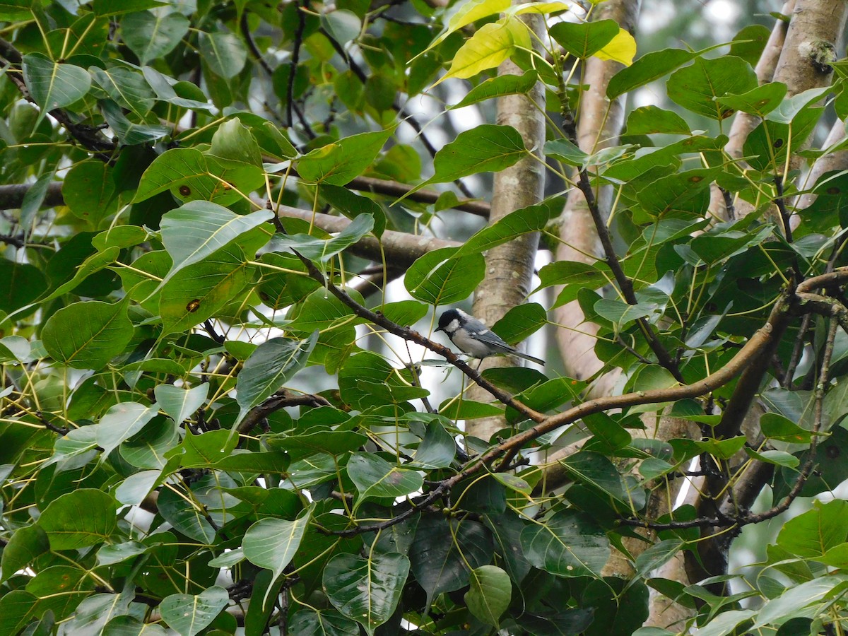 Asian Tit - ML632391109