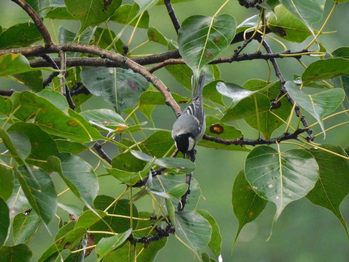 Asian Tit - ML632391110