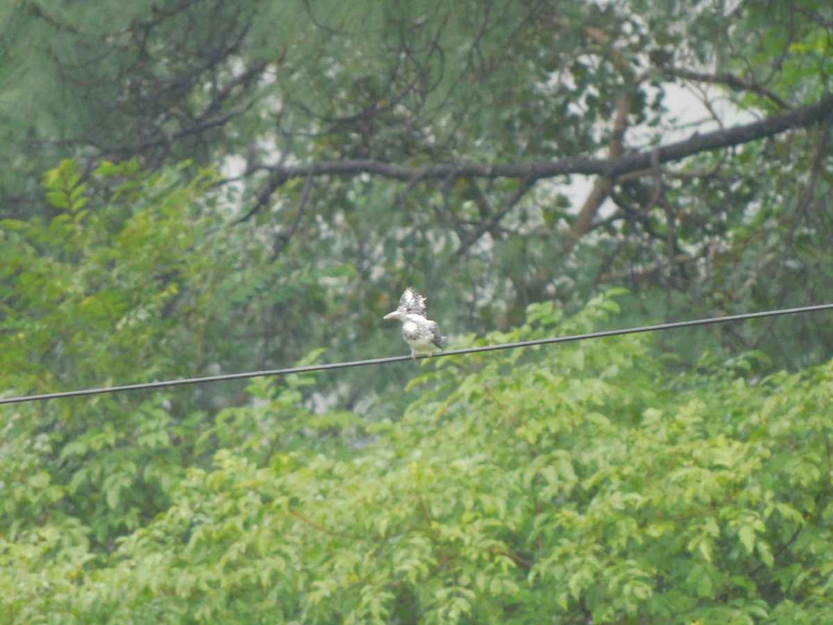 Crested Kingfisher - ML632391120