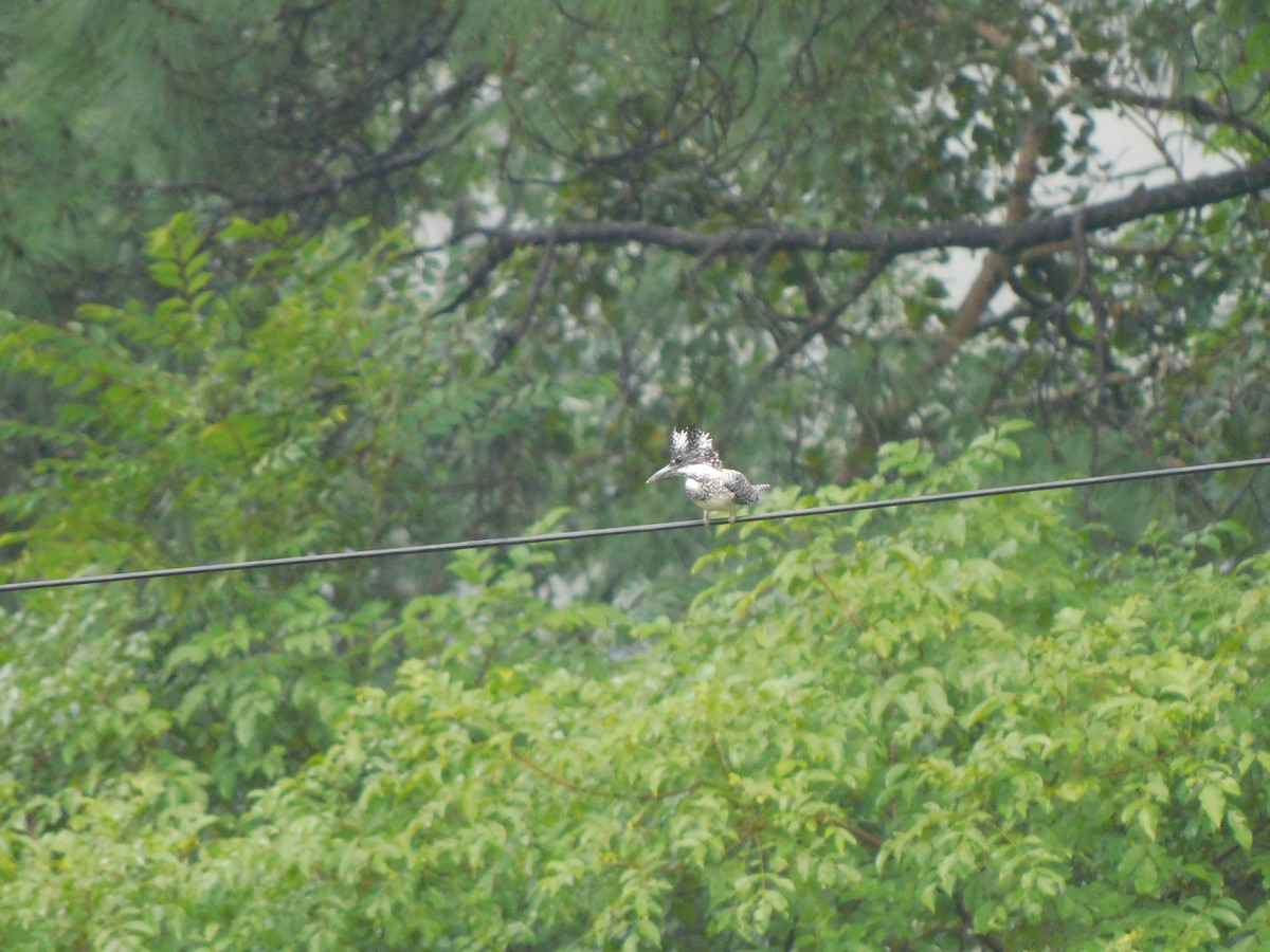 Crested Kingfisher - ML632391121