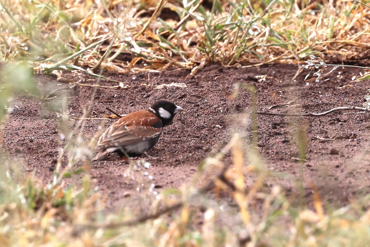 Chestnut-backed Sparrow-Lark - ML632391134