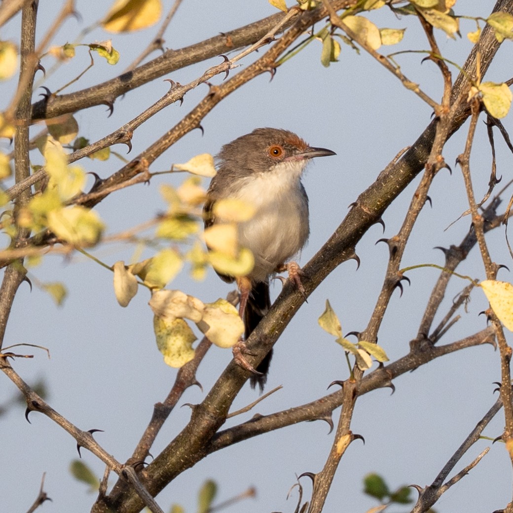 Red-fronted Prinia (Red-fronted) - Steve McInnis