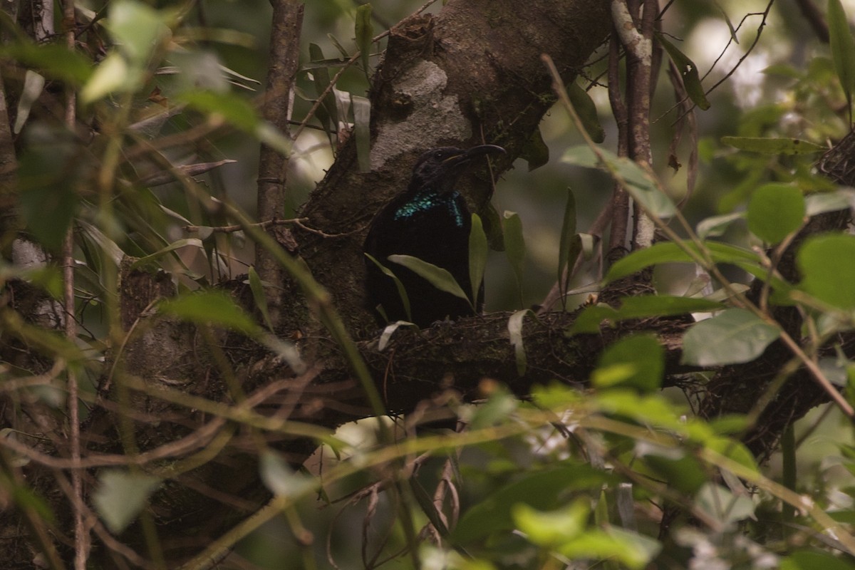 Paradise Riflebird - ML632391441