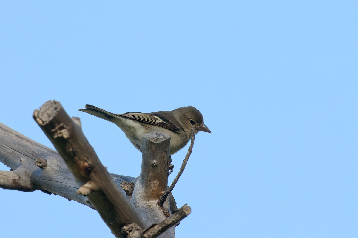 Canary Islands Chaffinch (La Palma) - ML632391488