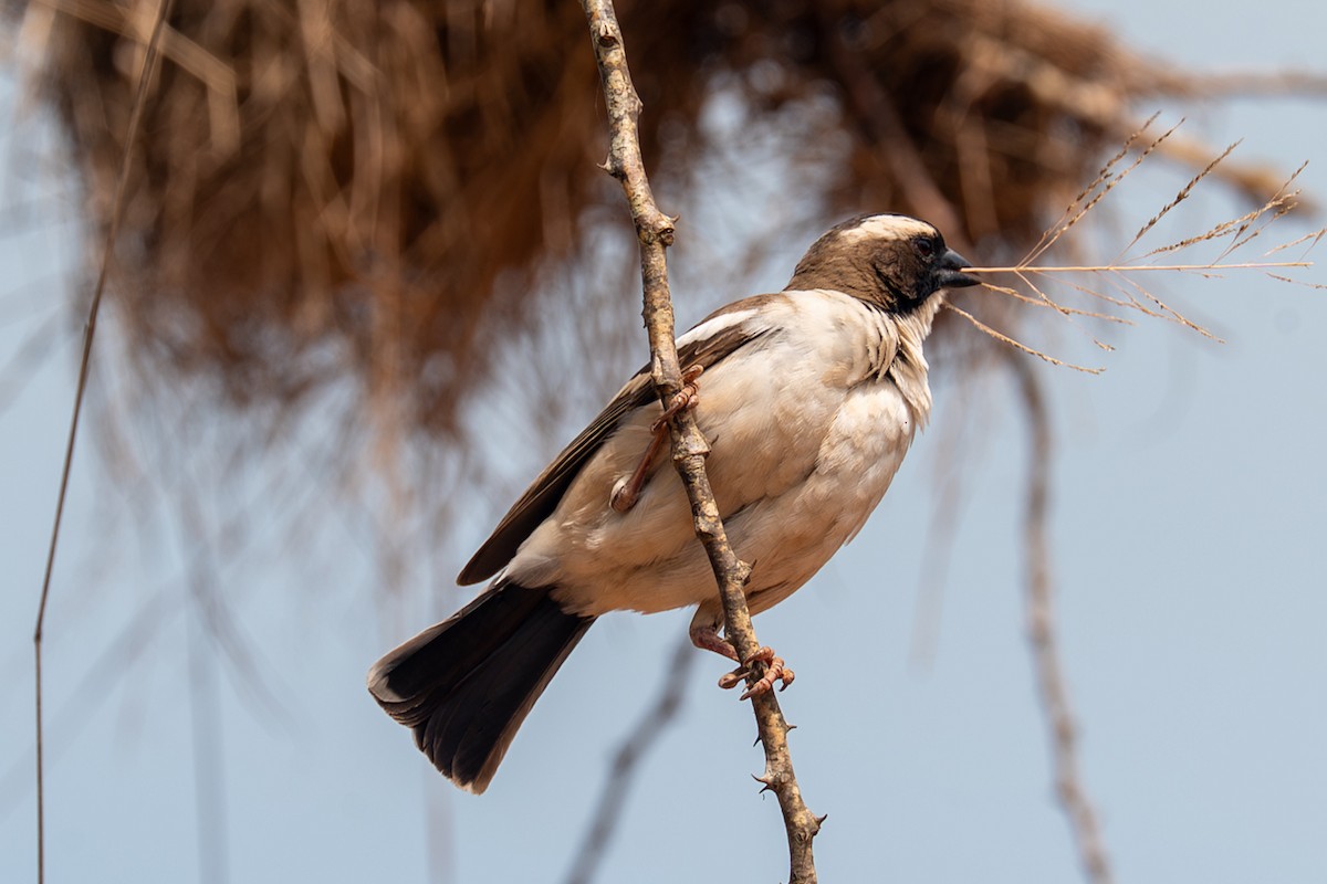 Black-capped Social-Weaver - ML632391489