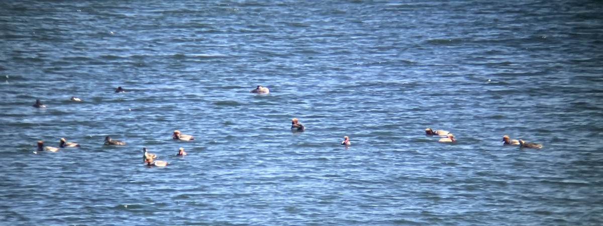 zrzohlávka rudozobá - ML632391775