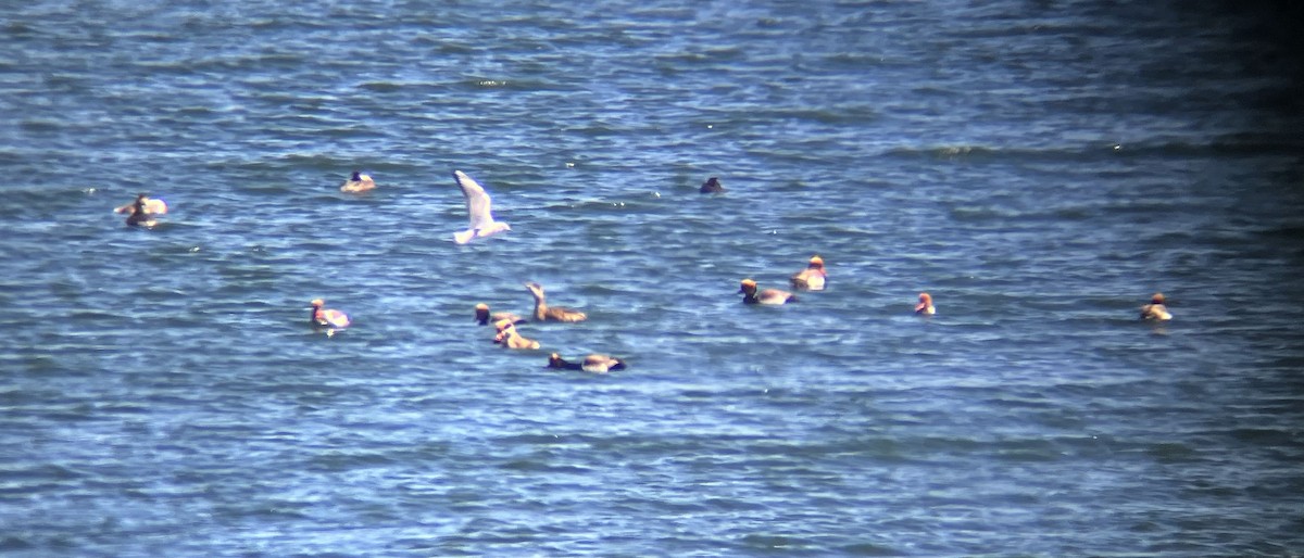 zrzohlávka rudozobá - ML632391776