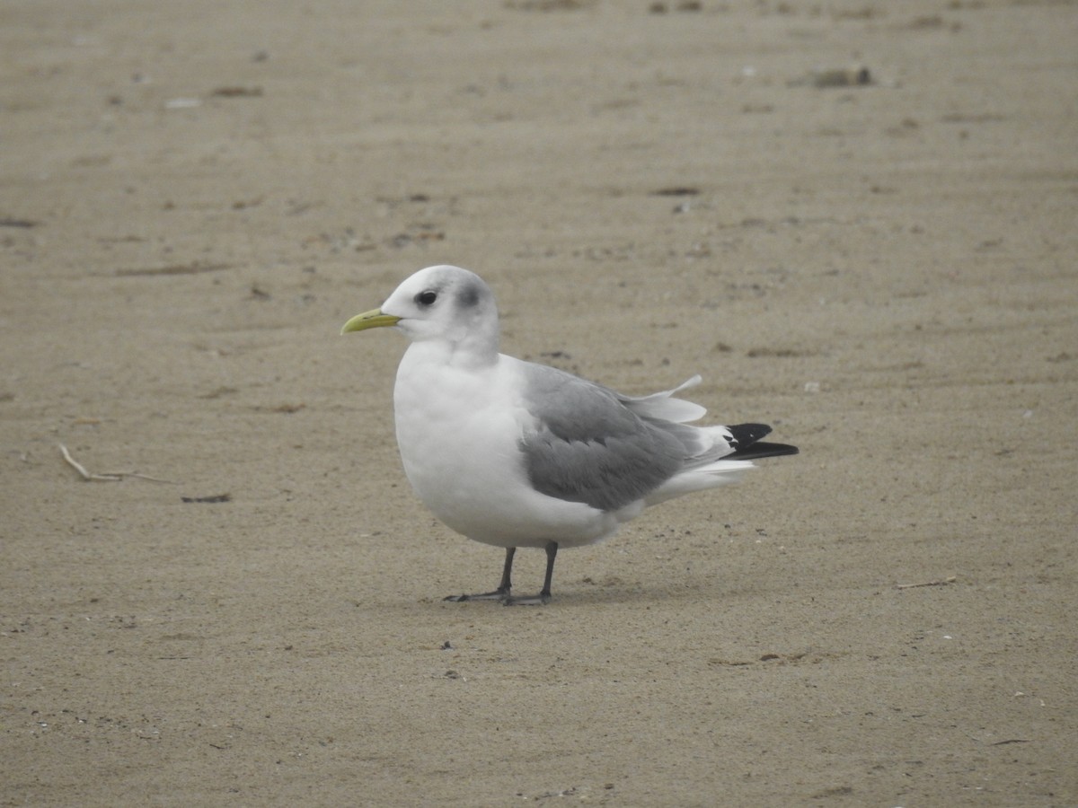 Black-legged Kittiwake - ML632391785