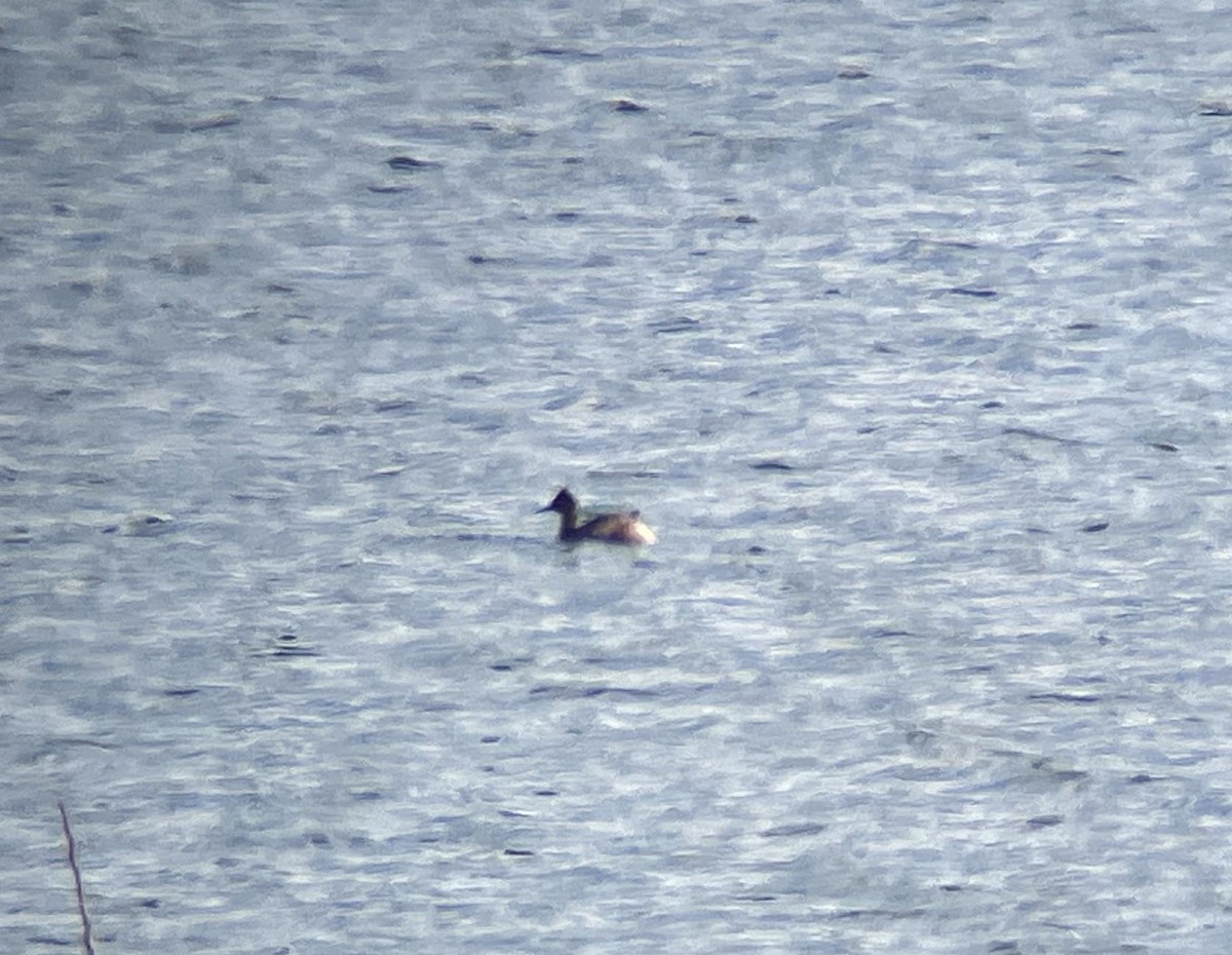 potápka černokrká - ML632391786