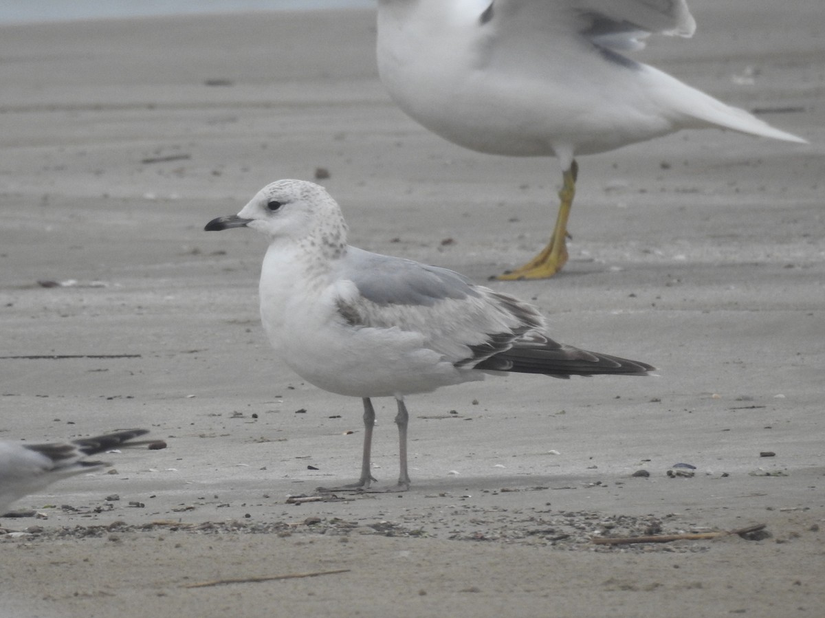 Common Gull - ML632391787