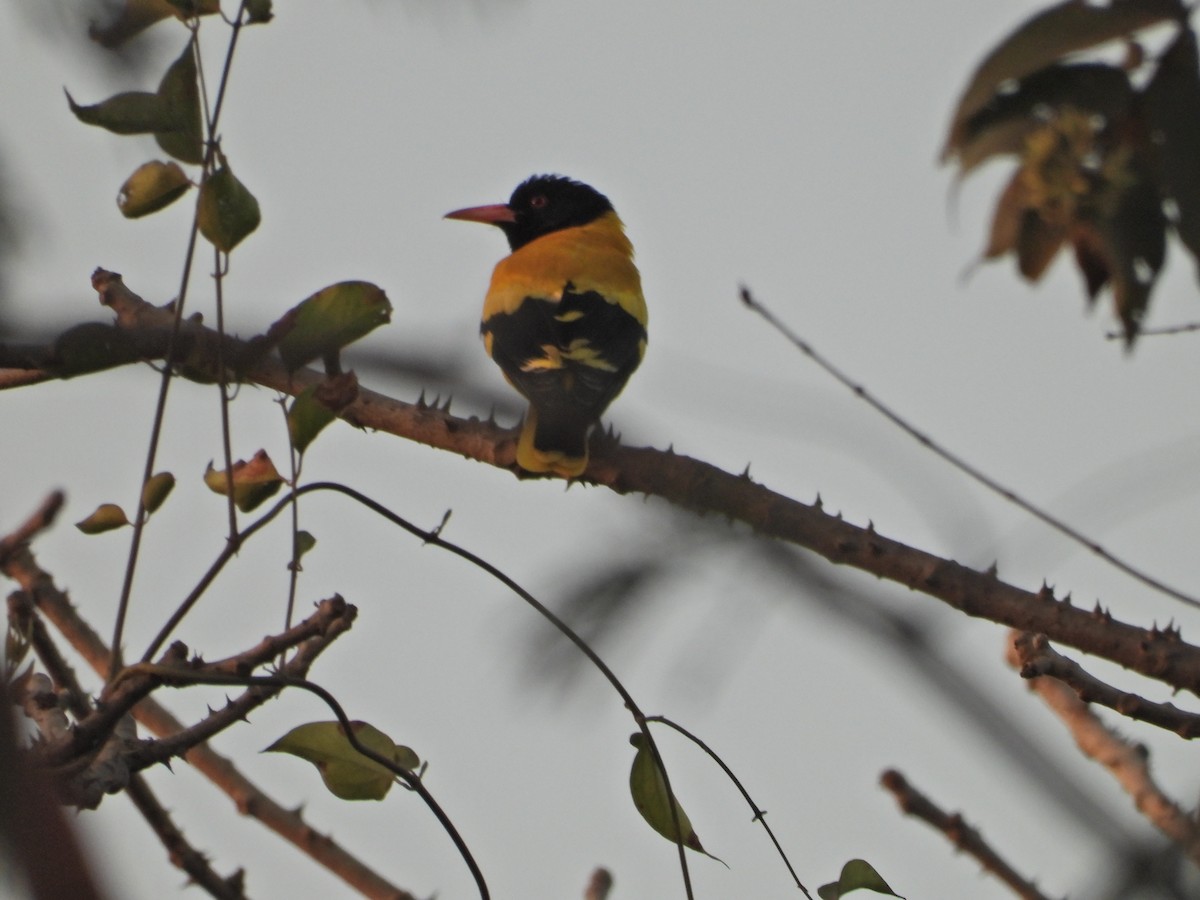 Black-hooded Oriole - ML632391868