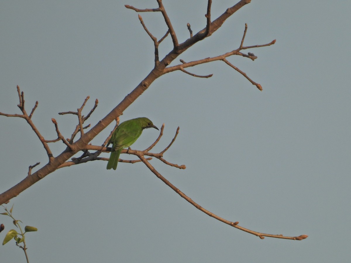 Golden-fronted Leafbird - ML632391915