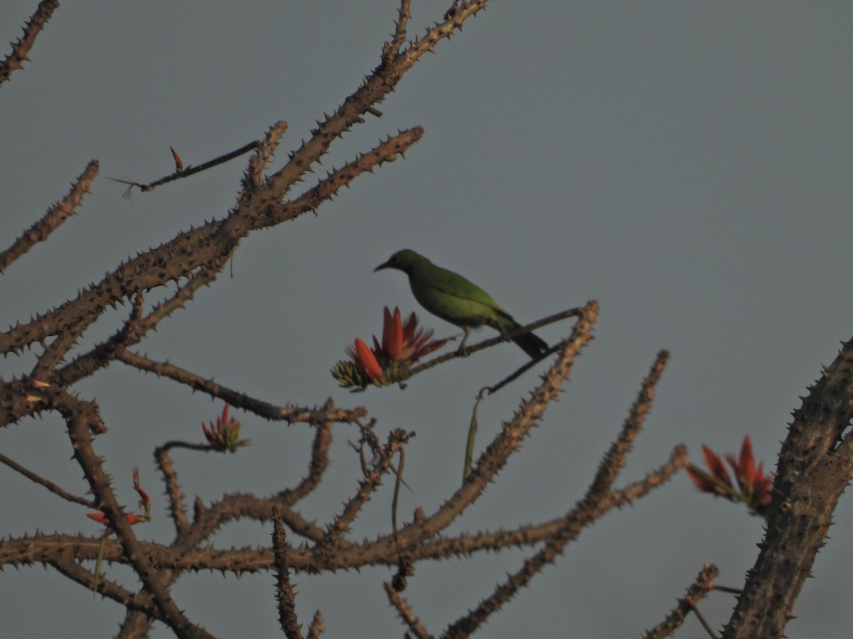 Golden-fronted Leafbird - ML632391916