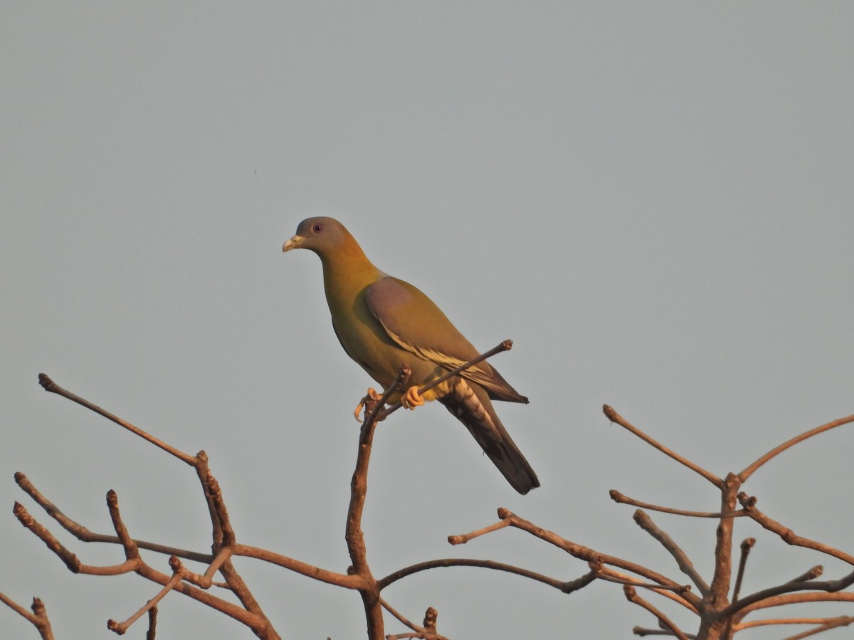 Yellow-footed Green-Pigeon - ML632391976